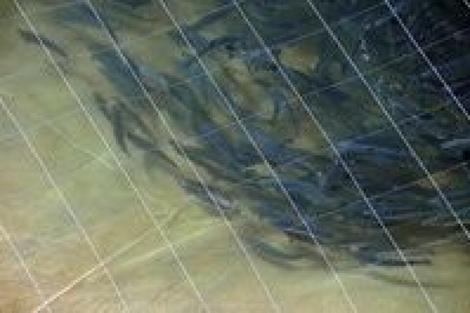 AQS kunne melde om så godt som hundre prosent effekt på fisken. Foto: AQS.