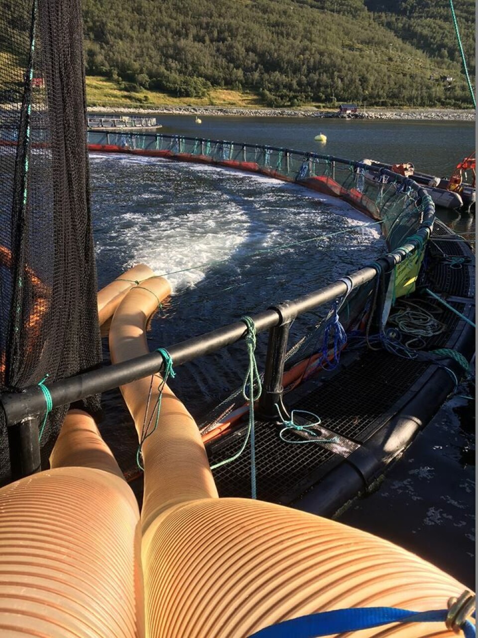 Grieg Seafood Finnmark satser på Thermolicer under sine avlusinger. Foto: GSF