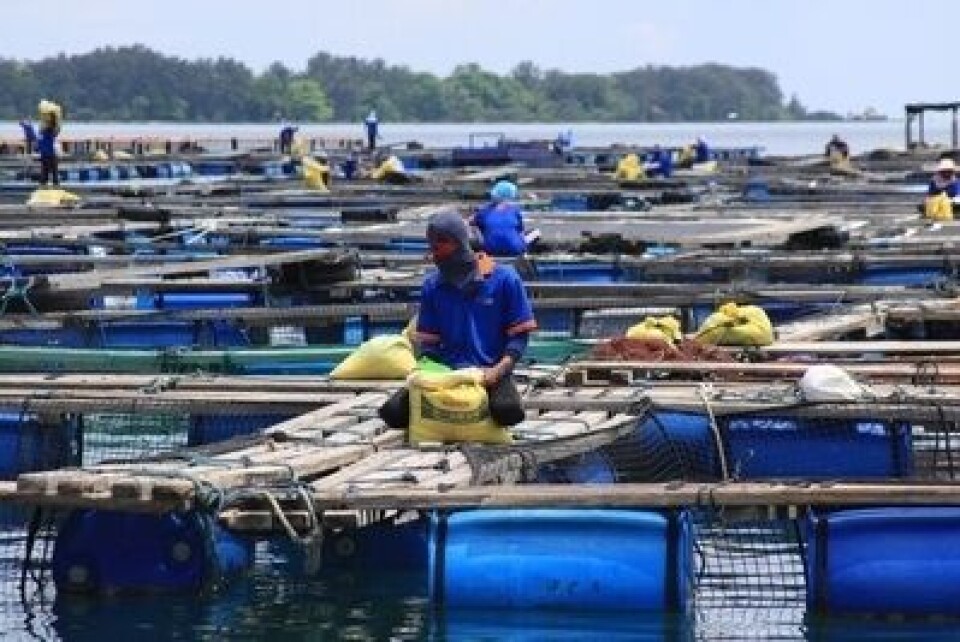 Bilde fra et oppdrettsanlegg i Indonesia. Foto: Innovasjon Norge/Ole Torrissen, IMR.