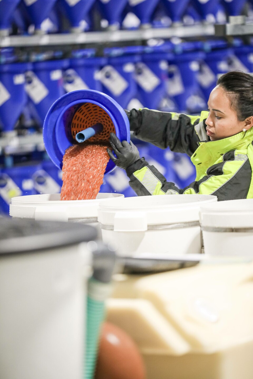 Industrieventyret som bidro til å modernisere det norske rognmarkedet