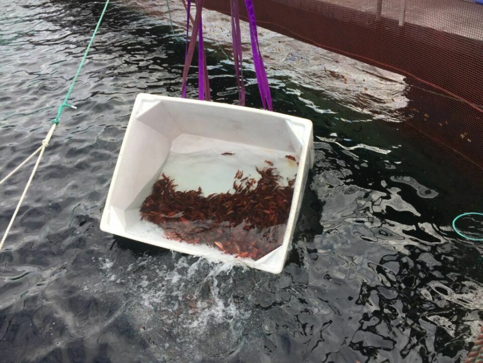 Berggylte på vei til jobb. Foto: E. Karstensen Fiskeoppdrett AS