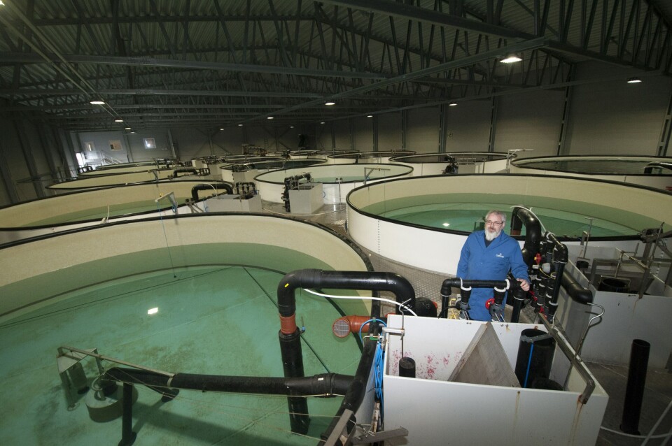 De nye hallene for produksjon av berggylte er så og si ferdige, og fisken svømmer i karene. Driftsleder er Geir-Inge Hosteland.