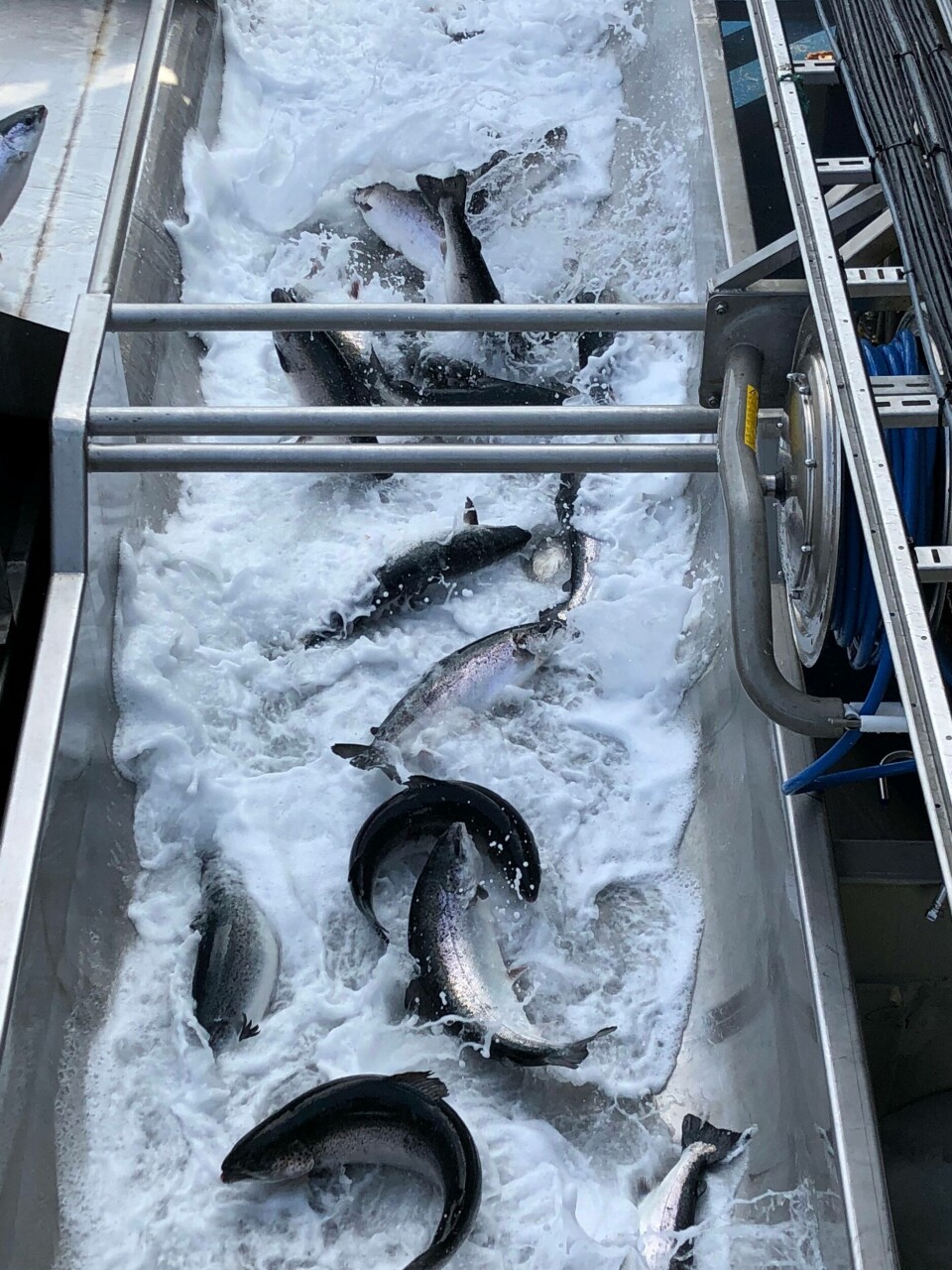 Laks i renna på vei ut i merd etter avlusing. Foto: Aquatiq. Laks i renna på vei ut i merd etter avlusing. Foto: Aquatiq.