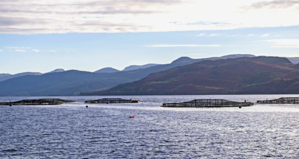 Skottene oppnådde solid verdivekst innen eksporten i 2017. Foto: SSPO.