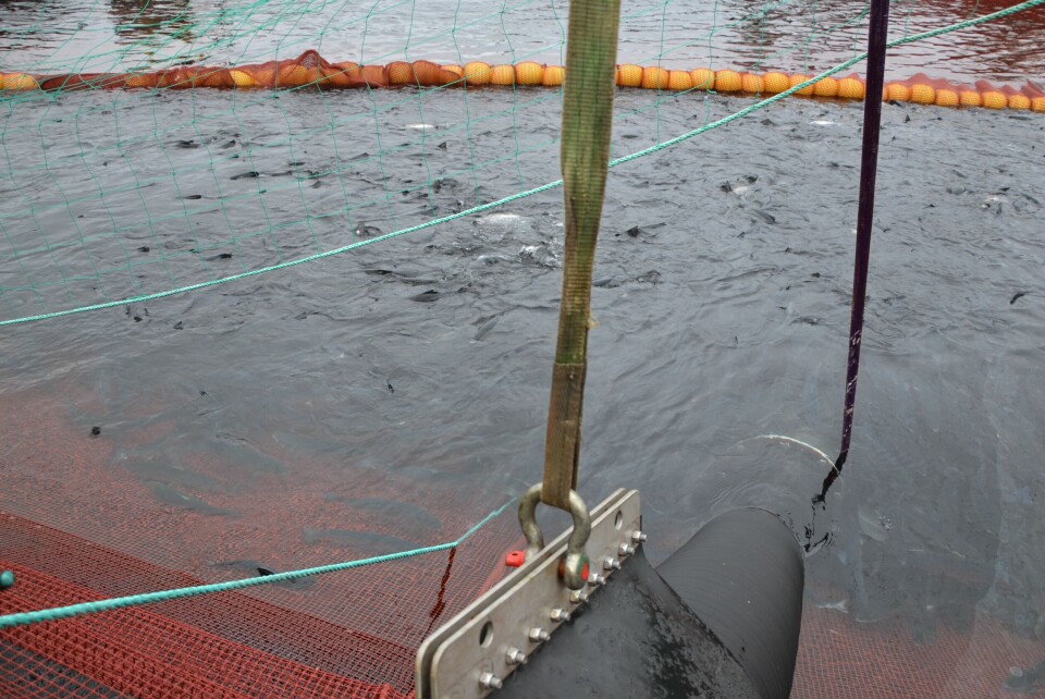 Fisken pumpes gjerne inn i brønnbåt for luse-behandling. Foto: Linn Therese Skår Hosteland.