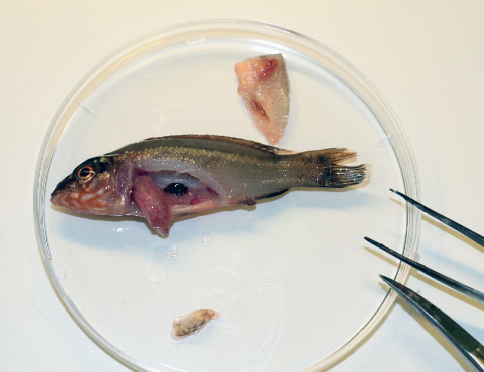 Omorganiseringen omfatter også rensefisk. Illustrasjonsfoto av diagnostikk rensefisk: Duncan Colqun/ Veterinærinstituttet.