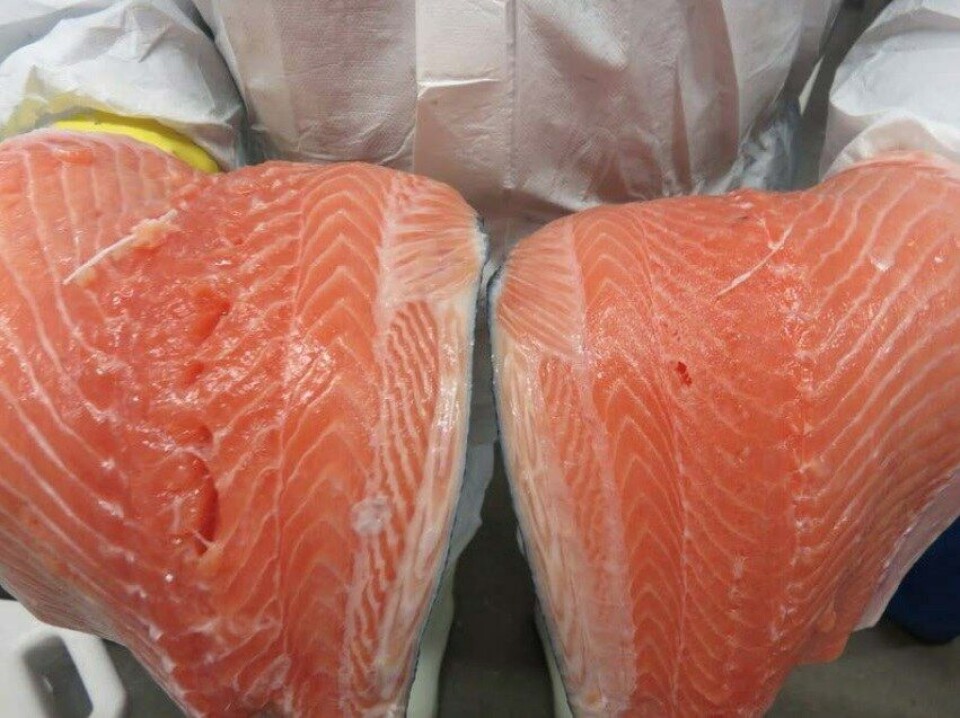 Filet til høyre er av laks som har gått gjennom subchilling og blitt kjølt ned til under null. Man oppnår mindre gaping og fastere filet. Foto: Skaginn 3X.