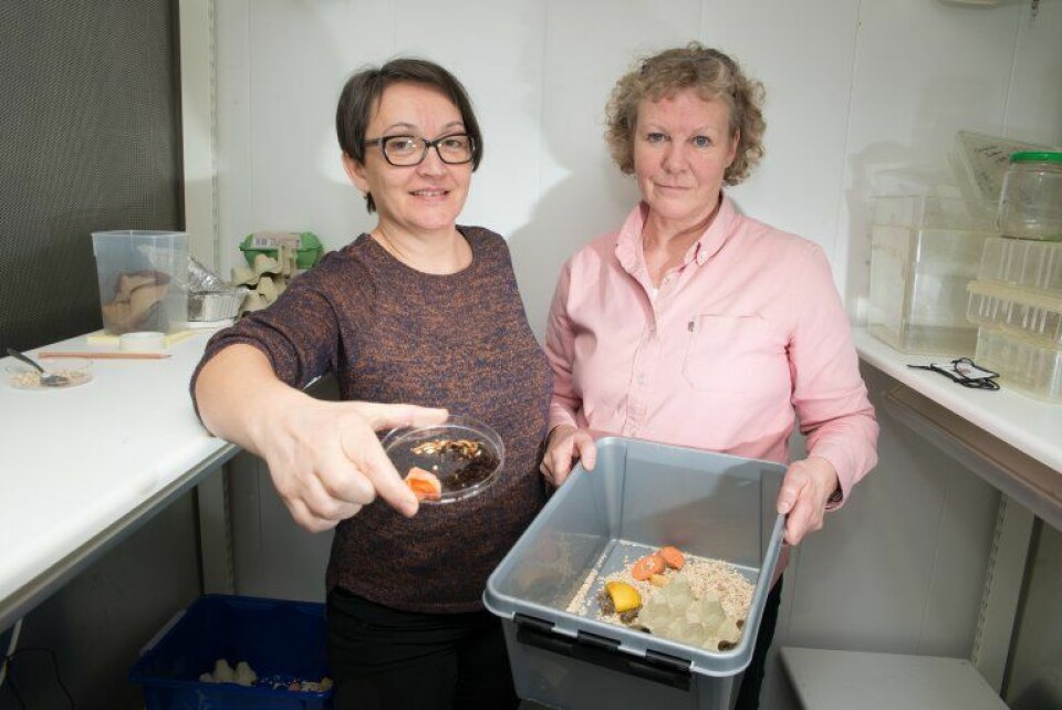 May-Guri Sæthre og Karin Westrum driv oppdrett av mjølbiller på laboratoriet hos NIBIO. Foto: Erling Fløistad.