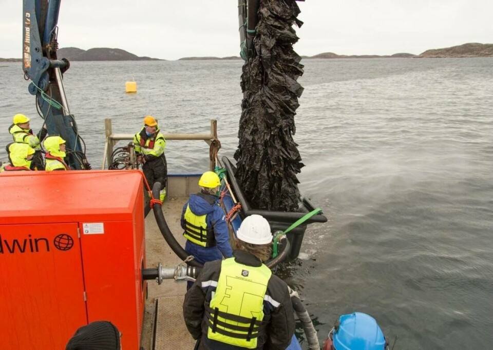 ramses vasker rensefisk-skjul. Foto: Hallgeir Solberg