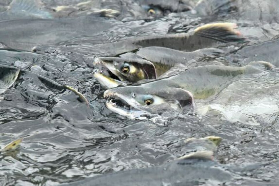 Finnmark er den delen av landet som har kjent sterkest på invasjonen av pukkellaks, skriver NJFF. Illustrasjonsbilde: Norges Jeger- og Fiskerforbund.