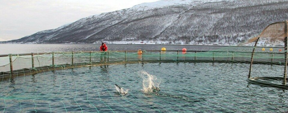 Nofima utvikler også et årlig barometer eller tilstandsrapport som skal fortelle hvordan det står til med bærekraften i den norske havbruksnæringen, er under utvikling. Foto: Frank Gregersen/Nofima