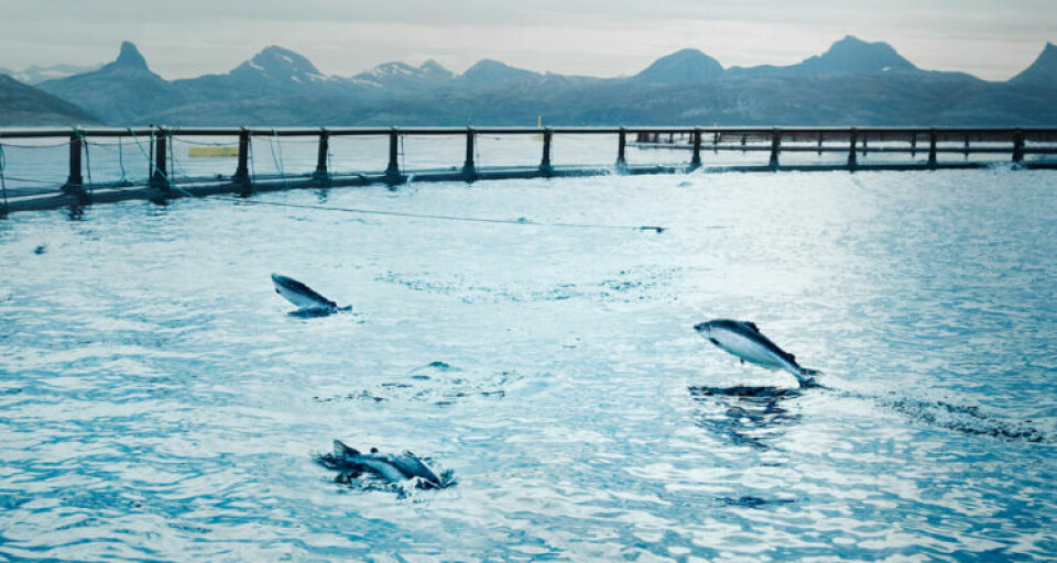 Illustrasjonsfoto: Cermaq.
