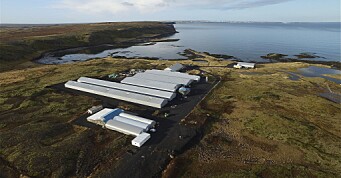 Island vokser i det norske rognmarkedet