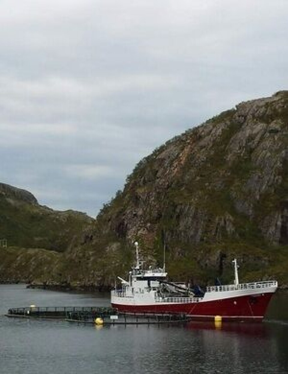 Fisken kommer inn til slaktemerden. Foto: Egil Kristoffersen & Sønner