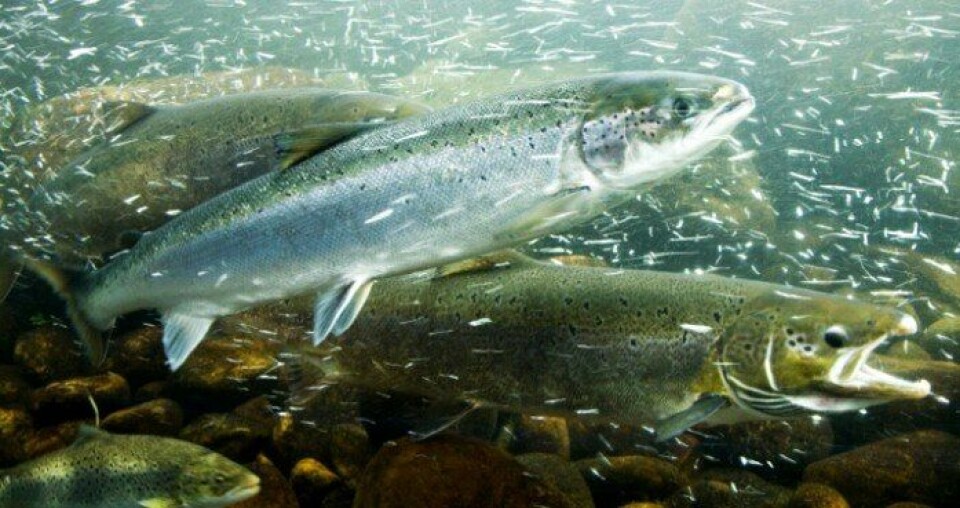 – Insekt kan sikre framtidas fiskefôr