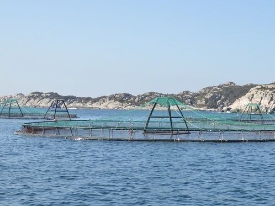 Et av de mange oppdrettsanleggene til Marine Harvest. Foto: Øyvind Sjøthun Røen