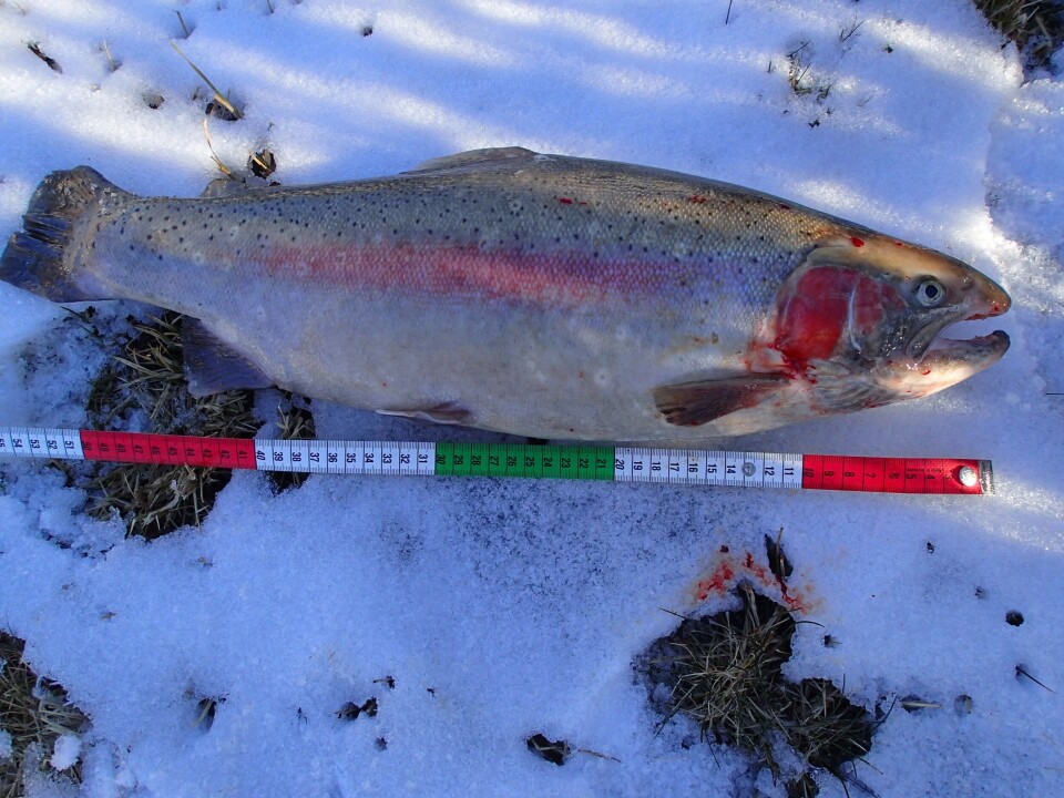 Illustrasjonsbilde. Rømt regnbueørret fanget i Eidselva i Ølen kommune, og viser en gytemoden hann. Foto: Bjart Are Hellen/rådgivende biologer.