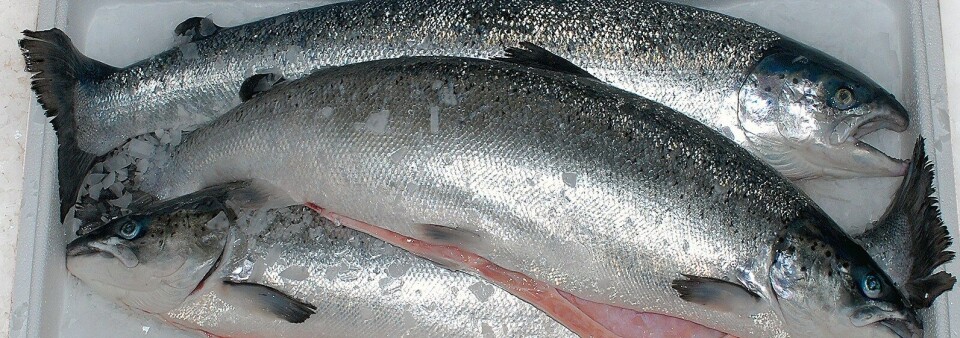Ellingsen Seafood har produsert laks siden 1976 med første smoltutsett på 12.000 fisk. Selskapet har 11 tillatelser og produserer i overkant av 15.000 tonn pr år. Foto: Ellingsen Seafood. Ellingsen Seafood har produsert laks siden 1976 med første smoltutsett på 12.000 fisk. Selskapet har 11 tillatelser og produserer i overkant av 15.000 tonn pr år. Foto: Ellingsen Seafood.
