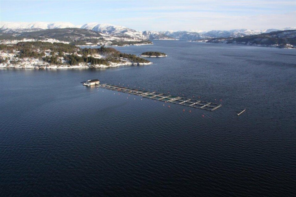 - Vi har det siste året investert mange titalls millioner kroner i helt nye anlegg i Fensfjorden. Disse anleggene er svært robuste og de skal tåle en storm som dette uten problemer, noe de også gjorde, sier Vidar Hjartnes til kyst.no. Foto: Eide Fjordbruk.