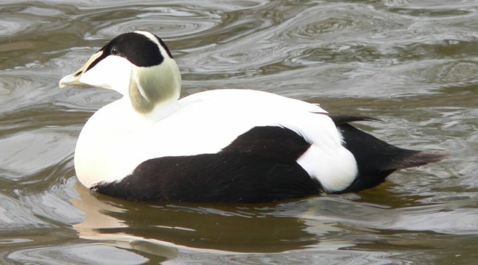 Ærfugl
