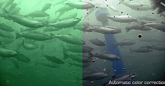 Kamerasystemer: Subseateknologi slår an i havbruk