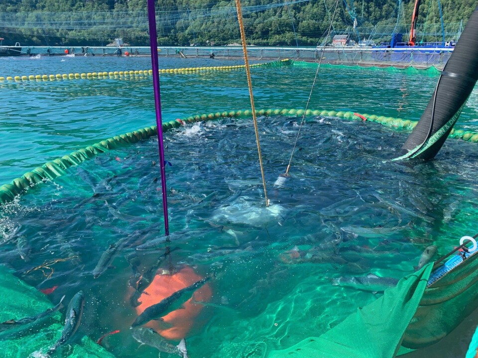 Fisken er veldig rolig under trenging i den finmaskede nota. Foto: OK Marine Fisken er veldig rolig under trenging i den finmaskede nota. Foto: OK Marine