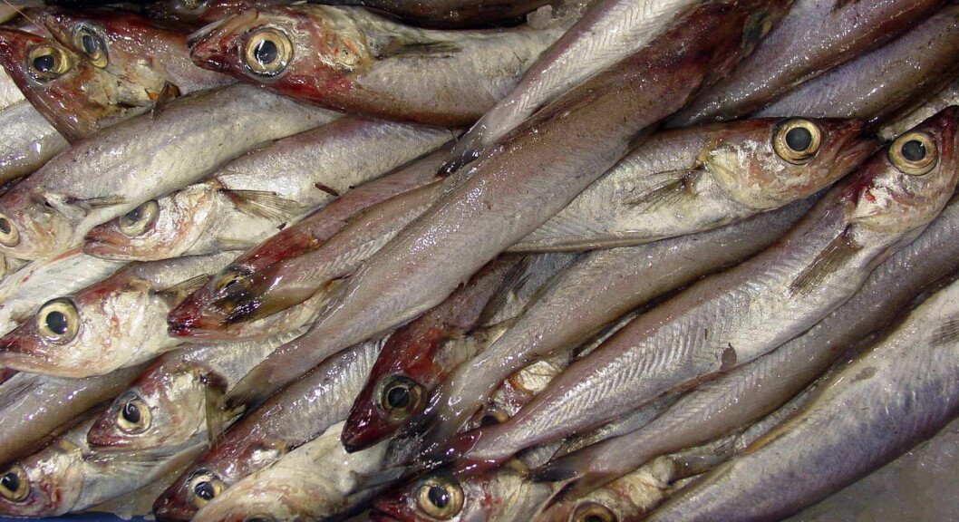 Kolmule brukes i dag mest som råstoff til fiskemel. Foto: Luis Miguel Bugallo Sánchez.