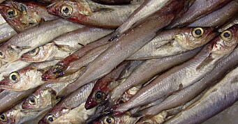 Kan fiskemel-råstoffet utnyttes til humant konsum, i stedet for til fôr?