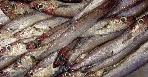 Kan fiskemel-råstoffet utnyttes til humant konsum, i stedet for til fôr?