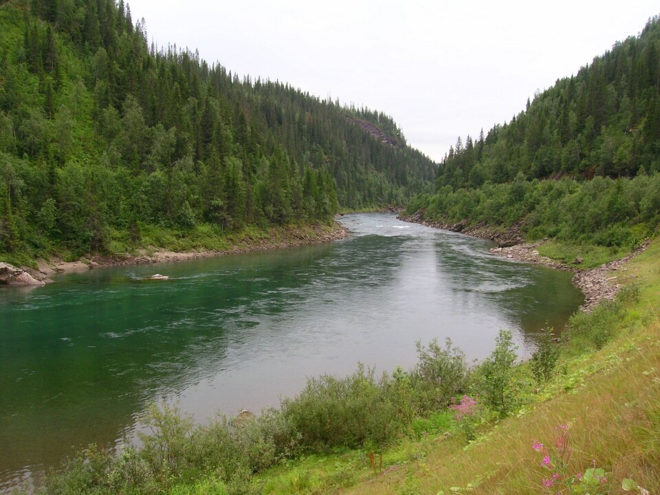 Ranavassdraget, ranaelva, natur