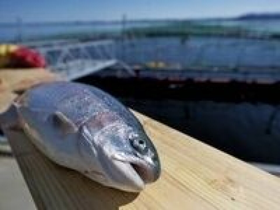 Det russiske markedet tok femti prosent av ørreteksporten fra Norge. Nå må mer ørret selges til det hjemlige markedet. Foto: Blom Fiskeoppdrett/Morten Wanvik
