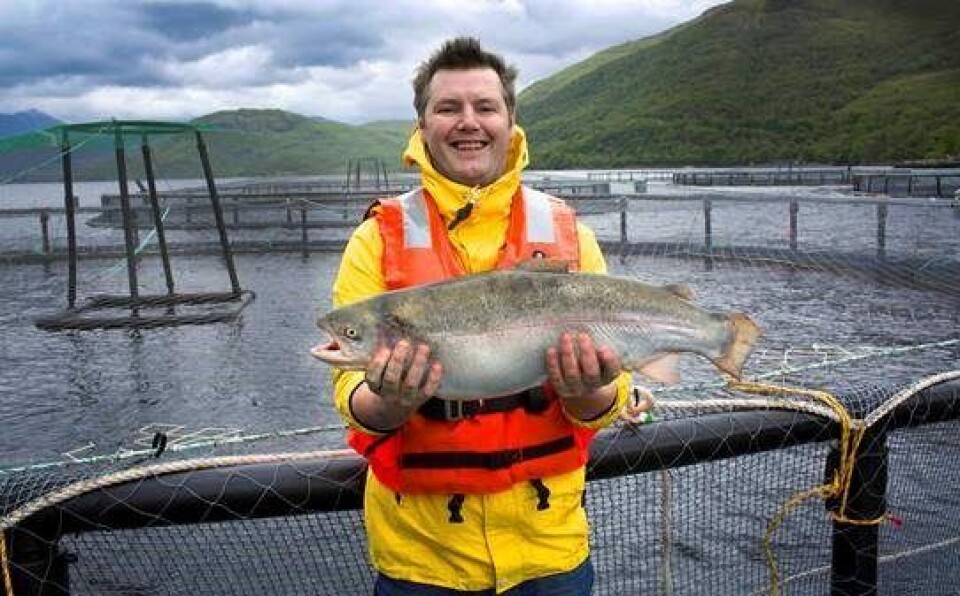 Ørretfilet til 3700 kr stykk