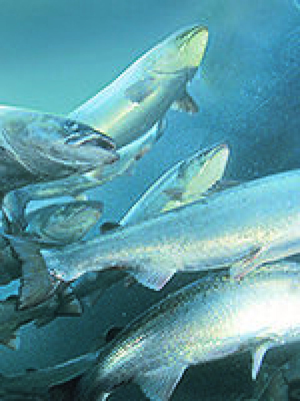 Ny teknologi skal gjøre det mulig å identifisere lakseindivider i en merd. Foto: Marine Harvest.