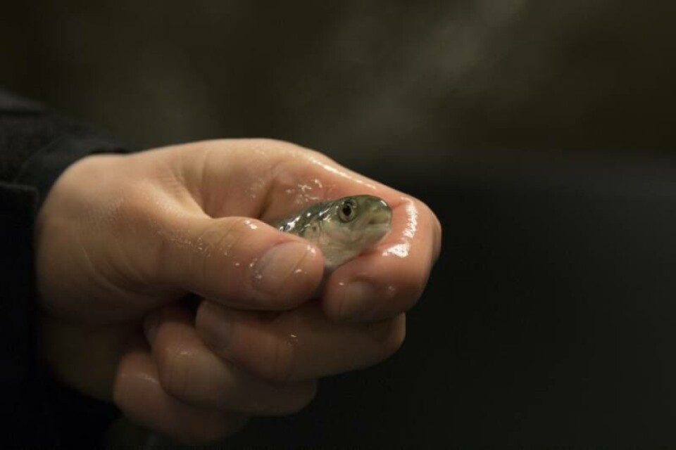 – Fisk er fremtiden, mener Brage Bolstad Andreassen. Her holder han en lakseyngel som han skal ta blodprøve av. Foto: Andreas Skagøy.