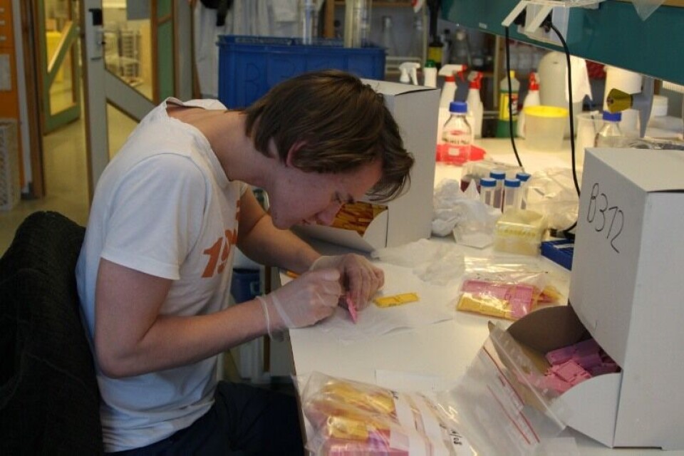 Brage jobber i vei på laboratoriet. Foto: Andreas Skagøy.