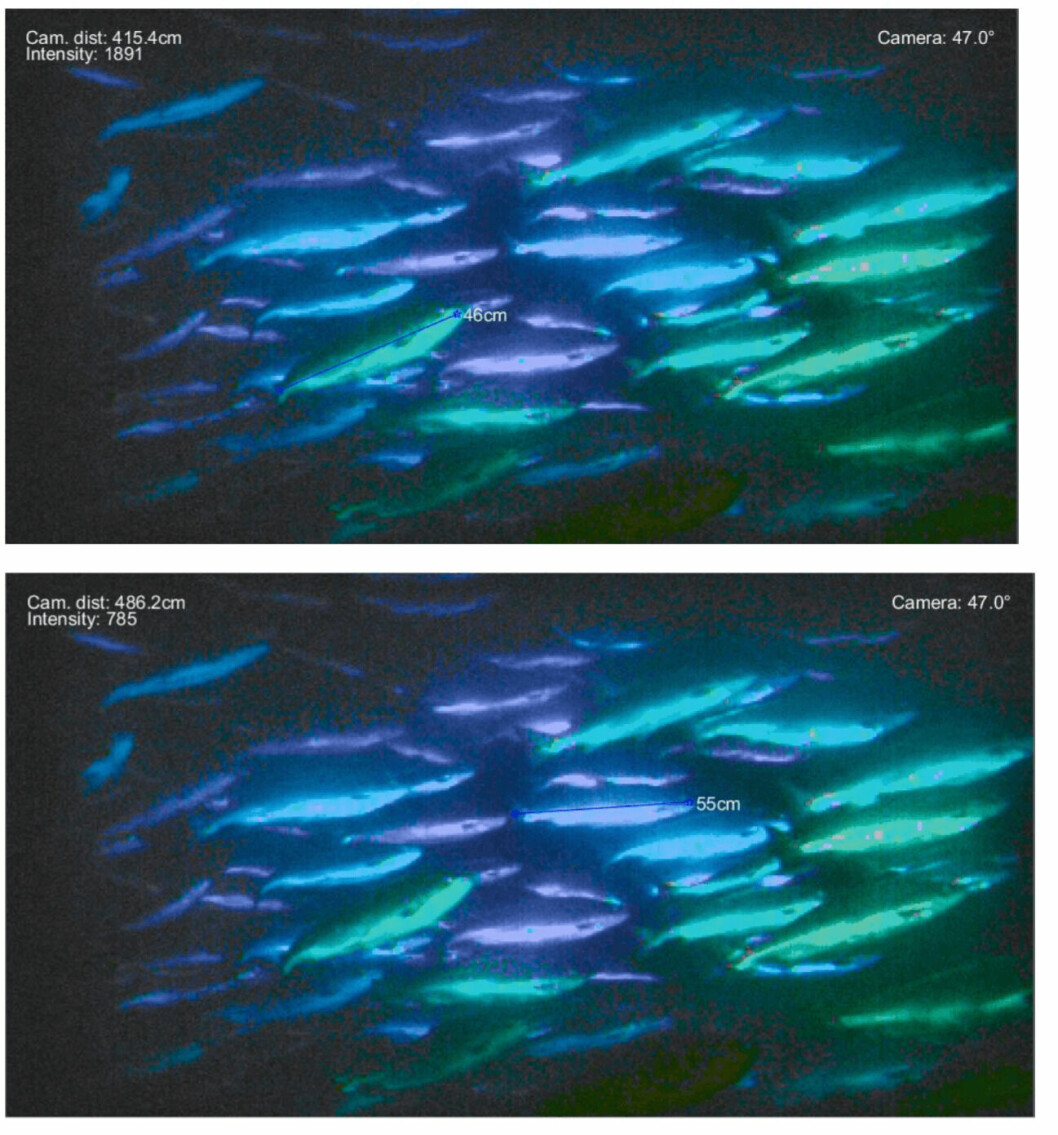 Fargekodingen viser hver enkelt fisks avstand til kameraet. I og med at hvert bildepunkt inneholder XYZ-koordinater, kan man (manuelt eller automatisk) gå inn å måle avstander og størrelser direkte. Foto: SINTEF.