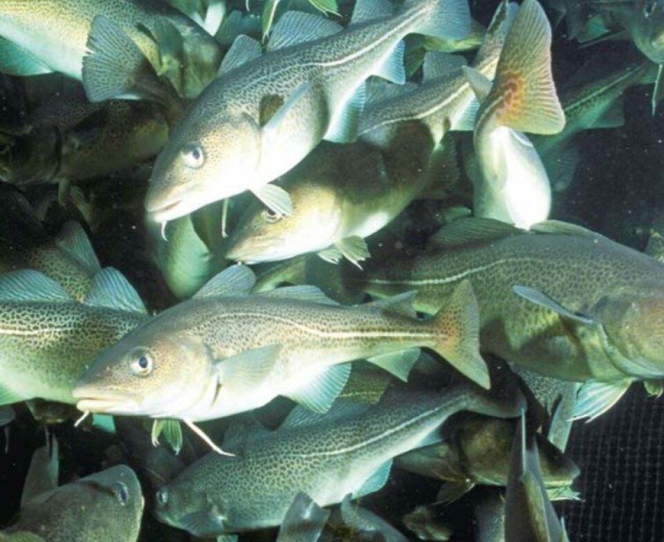 Fjerde generasjon oppdrettstorsk oppfører seg mye mer som tamfisk og svømmer rolig rundt i merden, sier Rolf Nordmo. Foto: Aquaculture Innovation AS.