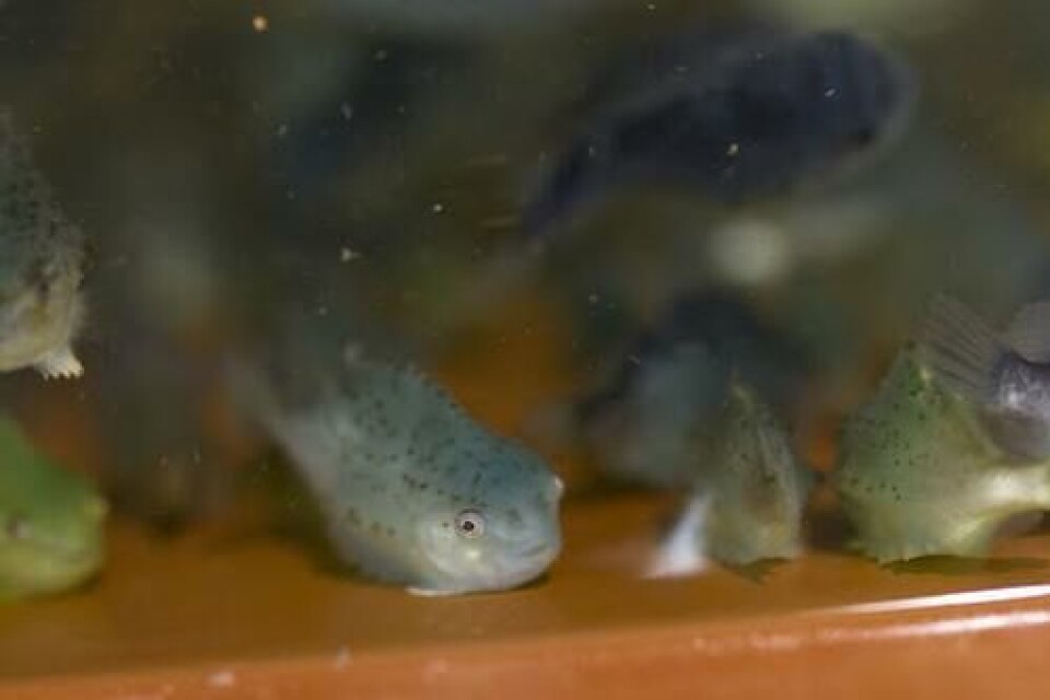 40.000 rognkjeks er satt ut i Loppa. Foto: Grieg Seafood Finnmark