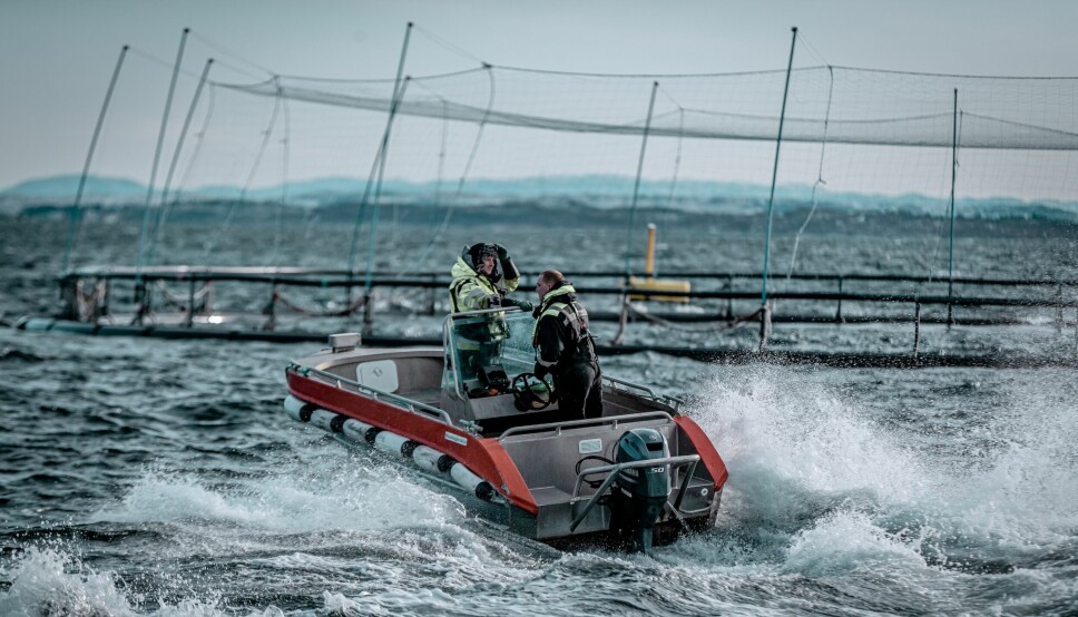 Det er påvist ILA på lokalitet Slettvika. Lokaliteten har 535 000 fisk som nå slaktes ut.