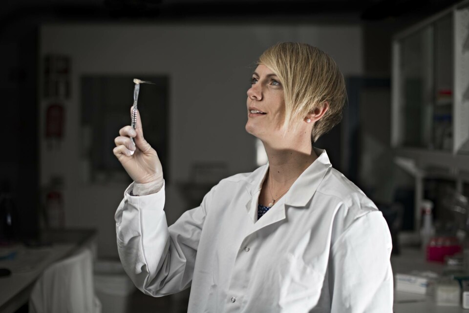 Dr. Borghild Hillestad, Genetikksjef SalmoBreed AS