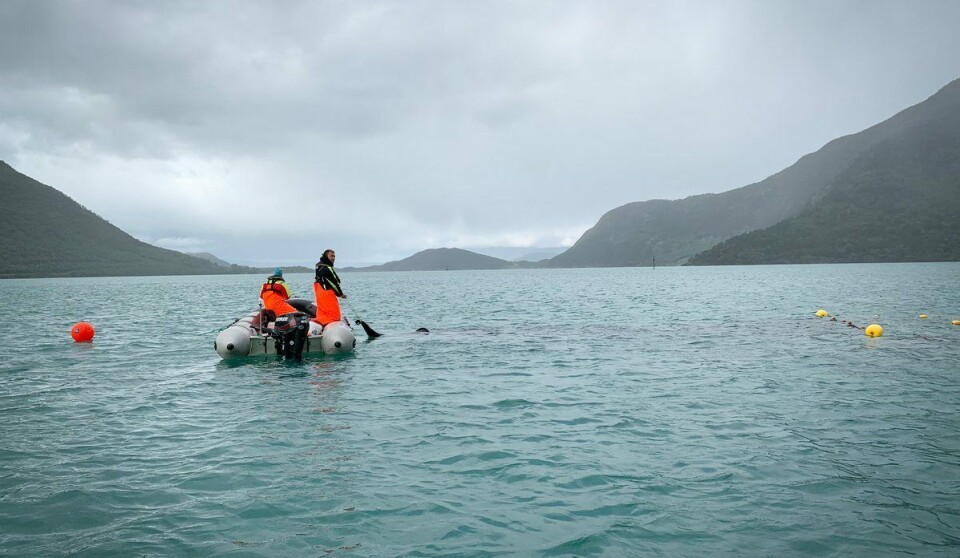 Feltarbeid i Hardangerfjorden, her frå Rosendal. Foto: Stine Hommedal/HI