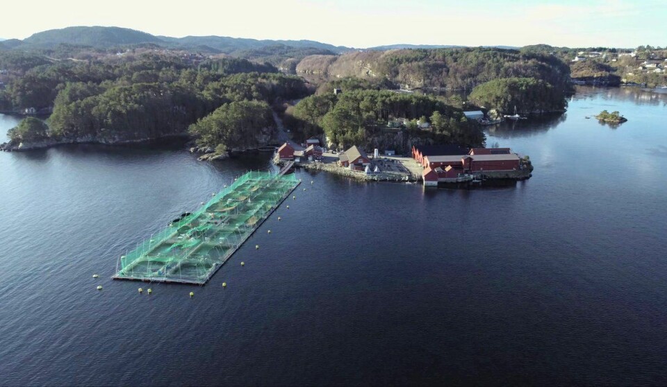 På Sauganeset i Austevoll har Havforskingsinstituttet et sjøanlegg som i hovedsak huser akvakultur-forsøk. Nå har de bestilt ny båt til anlegget. Foto: Halfdan Hallseth / Havforskningsinstituttet På Sauganeset i Austevoll har Havforskingsinstituttet et sjøanlegg som i hovedsak huser akvakultur-forsøk. Nå har de bestilt ny båt til anlegget. Foto: Halfdan Hallseth / Havforskningsinstituttet